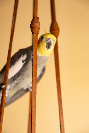 The cockatiel (Nymphicus hollandicus), also known as weiro bird, or quarrion, is a bird that is a...