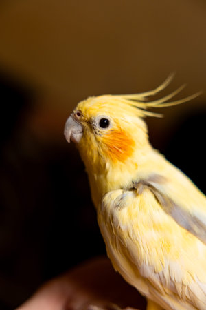The cockatiel (Nymphicus hollandicus), also known as weiro bird, or quarrion, is a bird that is a...