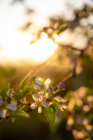 Apple blossom petals on a tree branch. Sunset light in the background. Beautiful nature shot.の写真素材