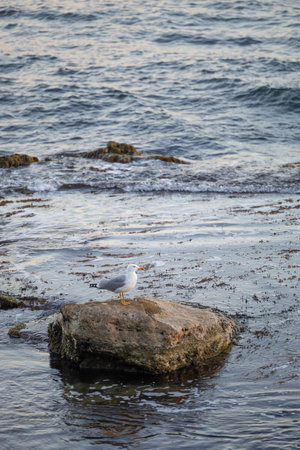 Picturesque coastal rocks covered by a moss and a seagull on the top of the rock.の写真素材