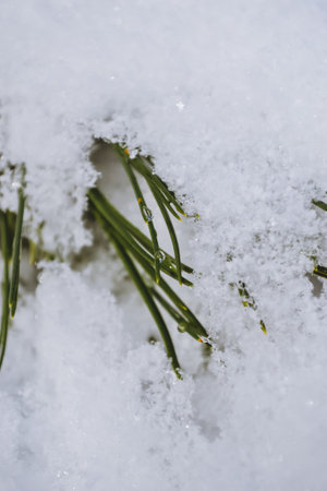 A plant emerging between the snowの写真素材