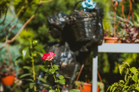 A close up of a flower garden. A close up of a pink red rose.の写真素材