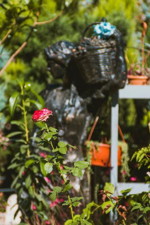 A close up of a flower garden. A close up of a pink red rose.の写真素材