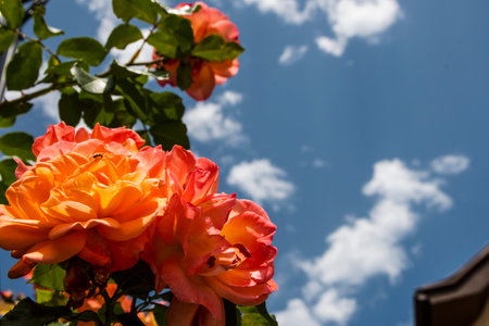 Orange flowers with a blue sky and white clouds backgroundの写真素材