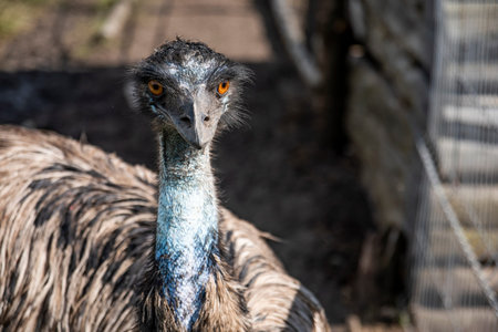 Emu- (Dromaius novaehollandiae) head shot very close with orange looking eye