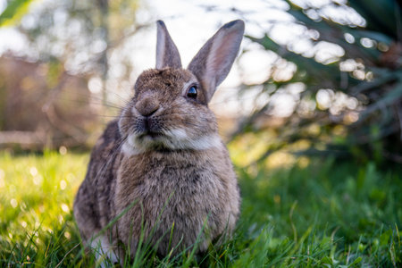 A brown bunny on a green grass on sunset looking curiously at the camera.
