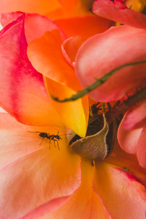 An ant crawling on an orange-pink coloured flowerの写真素材