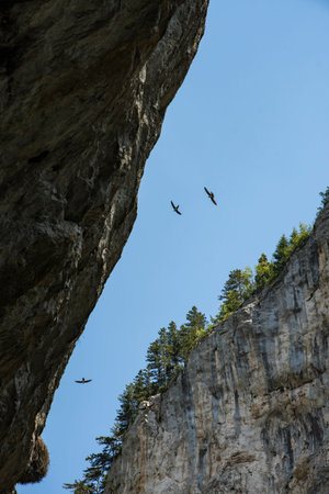 Birds flying between mountain hills