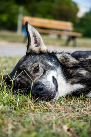 A close up of a homeless stray dog lying on the grassの写真素材