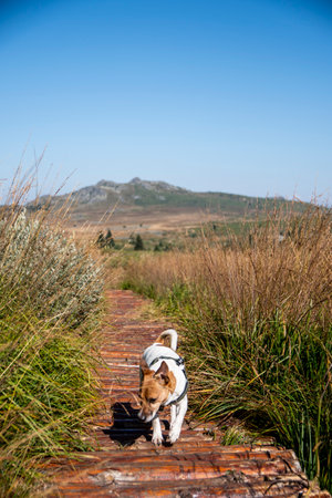 A jack Russell terrier running on a path of a hiking trail in Bulgaria.の写真素材