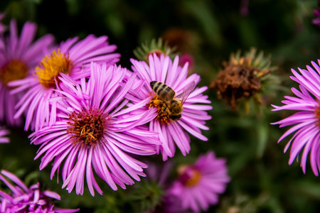 Bee collecting pollen from a Purple Aromatic aster or Symphyotrichum oblongifolium flower in garden....