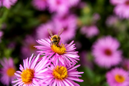 Bee collecting pollen from a Purple Aromatic aster or Symphyotrichum oblongifolium flower in garden....