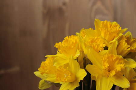Spring flowers - Large-Cupped Daffodil or Narcissusの写真素材