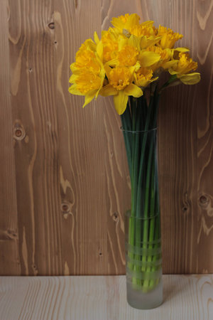Spring flowers - Large-Cupped Daffodil or Narcissusの写真素材