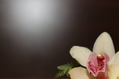 Orchid and black backgroundの写真素材