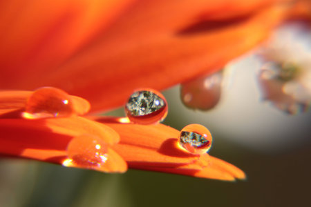 Drops water on the petals Gerber flowerの写真素材