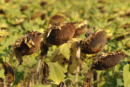 Sunflowers in field in late summerの写真素材