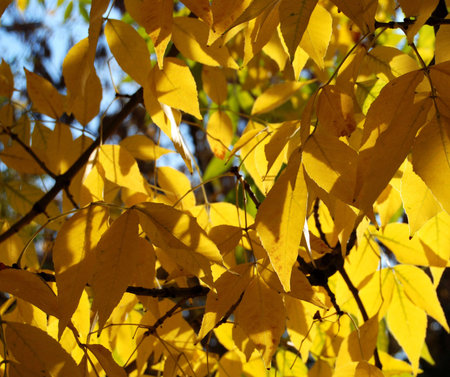 Fall leavs on the tree