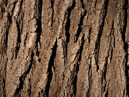 Detail of rough tree bark