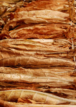 Classical way of drying tobaccoの写真素材