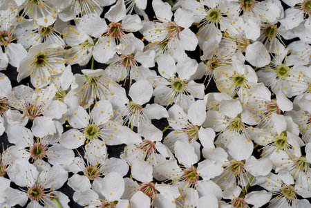 Background  of white plum flowers in close upの写真素材
