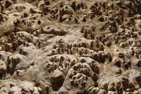 Close up of rough textured old wood