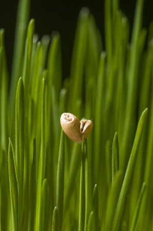 Close up of green wheat leaves with seedの写真素材