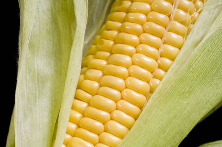 Close up of fresh corn cob with green leavesの写真素材