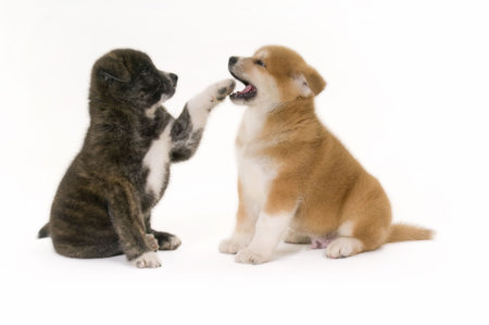 Two playful Akita Inu puppy dog on white backgroundの写真素材
