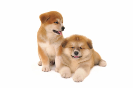 Two  Akita Inu puppy dogs on white backgroundの写真素材