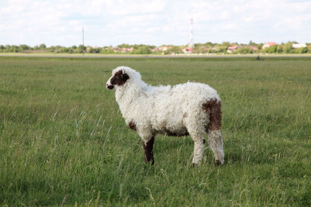 One sheep standing at green meadowの写真素材