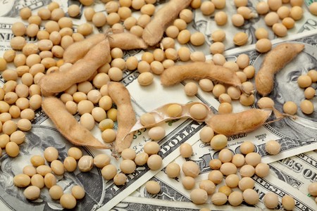 Agricultural concept, soy bean at dollar banknoteの写真素材