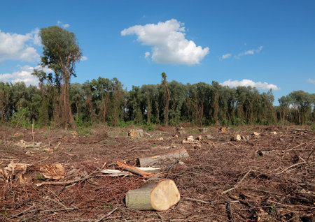 Freshly sawed big trees in a  forest