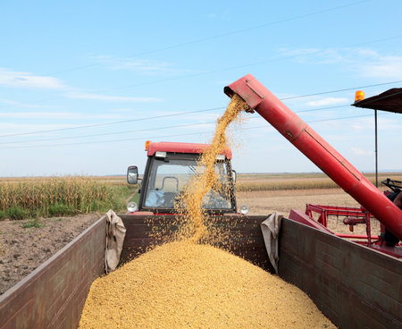Grain auger of combine pouring soy bean into tractor trailer