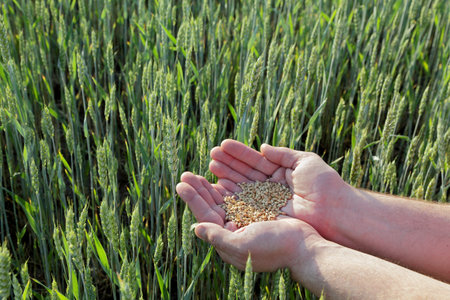 Human hands with hep of wheat in green  field