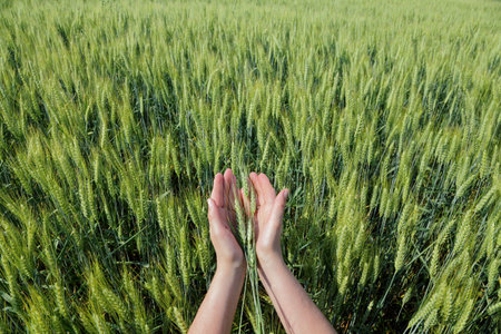 Human hands with  wheat in green  fieldの写真素材