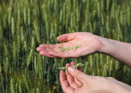 Quality of wheat inspecting, hands with fresh grain