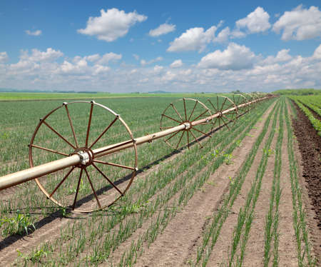 Onion field in spring with irrigation equipment, selective focusの写真素材