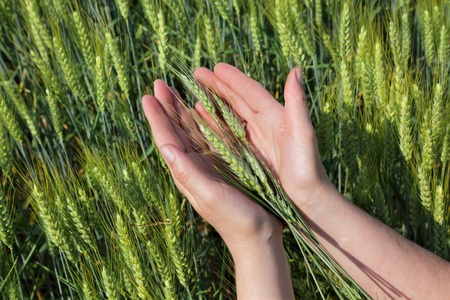 Human hands with  wheat in green  fieldの写真素材
