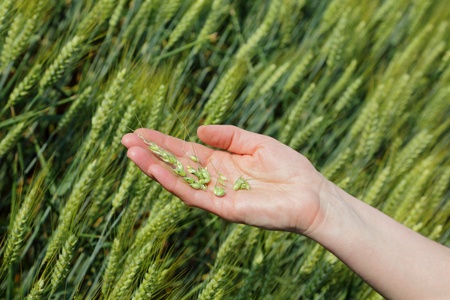 Quality of wheat inspecting, hands with fresh grainの写真素材
