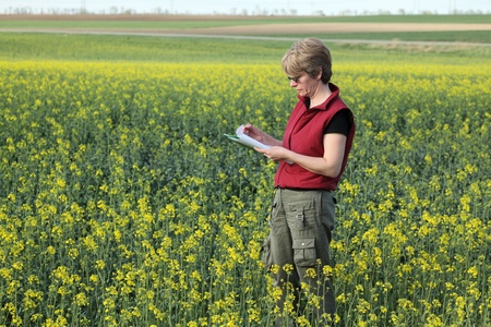 Agricultural expert inspecting quality of oil rapeの写真素材