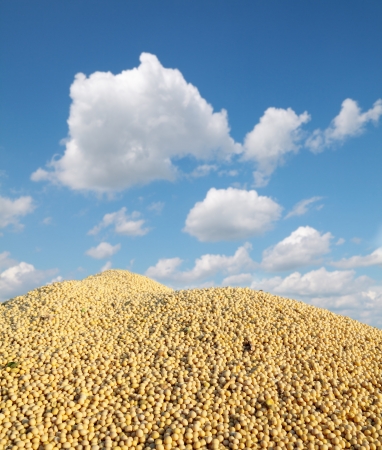 Heap of soy bean after harvest, selective focusの写真素材