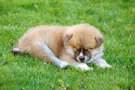  Akita Inu puppy dog sleeping on green grassの写真素材