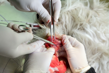 Veterinarian surgery, operating of wounded dog legの写真素材
