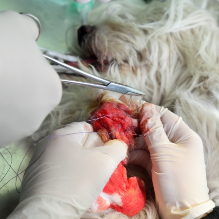 Veterinarian surgery, operating of wounded dog legの写真素材