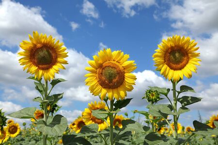 Sunflower in early summer with blue sky and cloudsの写真素材