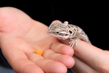 Feeding of bearded dragon lizard in human handの写真素材