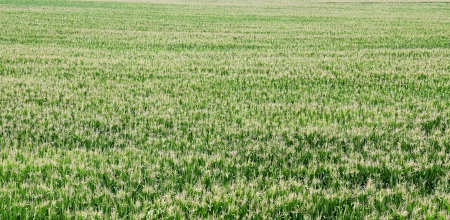 Agriculture, green corn field in early summerの写真素材