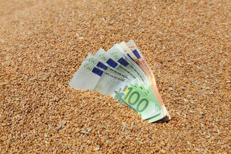 Wheat and Euro banknote in closeup, selective focusの写真素材