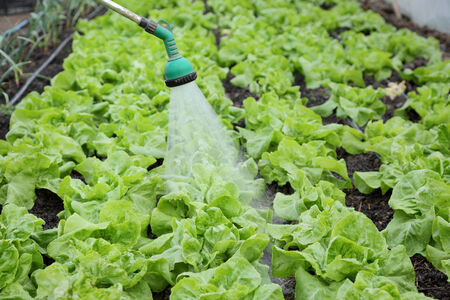 Watering of fresh lettuce in a greenhouseの写真素材